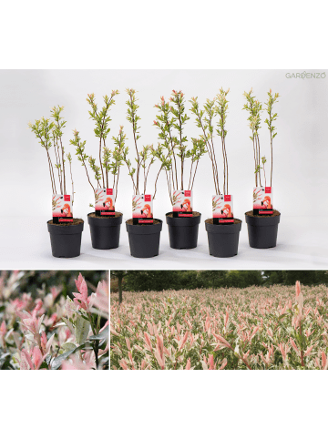 GARDENZO 6er-Set: Salixbusch Flamingopflanzen