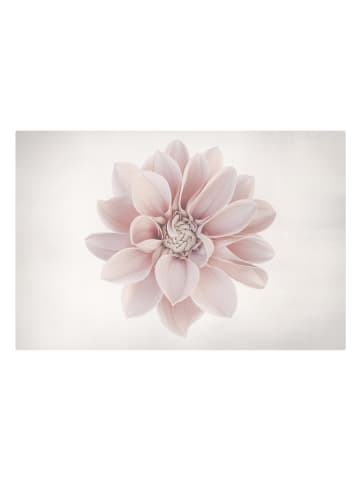 WALLART Leinwandbild - Dahlie Blume Pastell Weiß Rosa in Creme-Beige