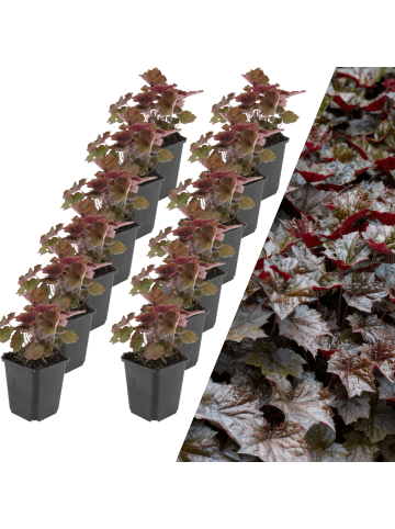 NatureNest 12 Purpurglockenblumen  Heuchera micrantha 'Palace Purple' 