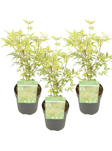 NatureNest 3er: Set Acer palmatum Butterfly Ahornpflanze in Grün