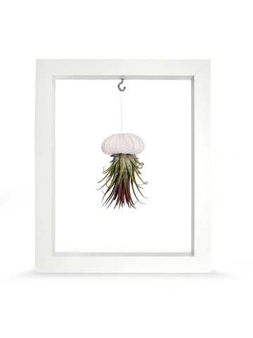 exotic living Kombination aus Seeigelgehäuse weiß und Tillandsia in Rahmen weiß