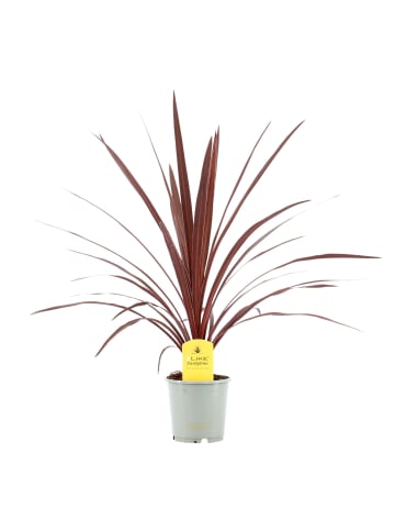 MeinVIPShop Drachenbaum australis 60cm Zimmerpflanze