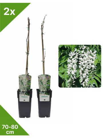 GARDENZO 2er-Set Blauregen 'Alba' 70-80cm 2L Topf