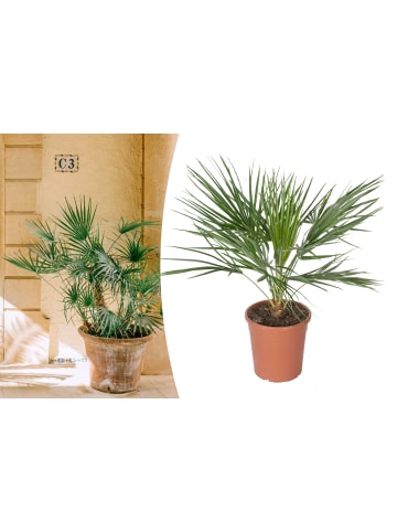 GARDENZO Chamaerops humilis Groß 