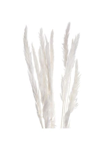 Butlers Trockenblumen FLOWER MARKET Pampasgras in Creme