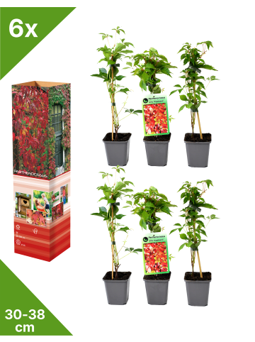GARDENZO 6er-Set: Parthenocissus quinquefolia in Bunt