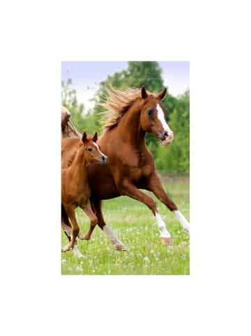 Disney Pferd Career Handtuch, Gesichtshandtuch, Handtuch 30x50cm