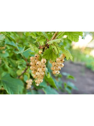 GARDENZO 2er-Set: Beeren auf Stamm Johannisbeere in Weiß