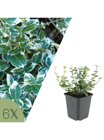 NatureNest Spindelstrauch Emerald n Gaiety Set 6 Euonymus