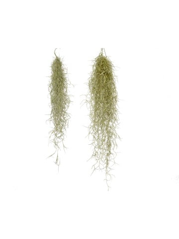 MeinVIPShop Tillandsia Luftpflanze 20 cm Spanisches Moos 