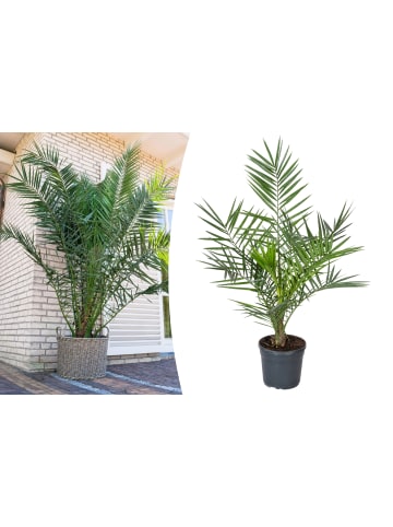 GARDENZO Phoenix canariensis Groß 