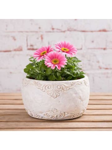 AltoBelli Blumentopf ADELINA Schale Zement Antik Grau Patina 17x8 cm