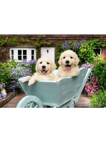 Ravensburger Puzzle 200 Teile 200 Teile - Golden Retriever 9-99 Jahre in bunt