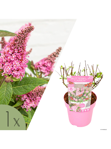 NatureNest Buddleja Butterfly Candy Little Pink Pflanzen in Rosa