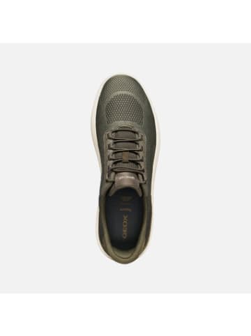 Geox Sneackers U in Military/Sage