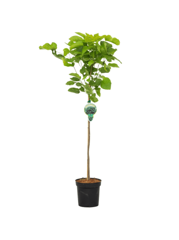 NatureNest Catalpa bignonioides Nana Kugelbaum in Weiss