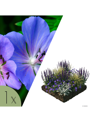 NatureNest Staudenpaket Lila blühende Staudenmischung