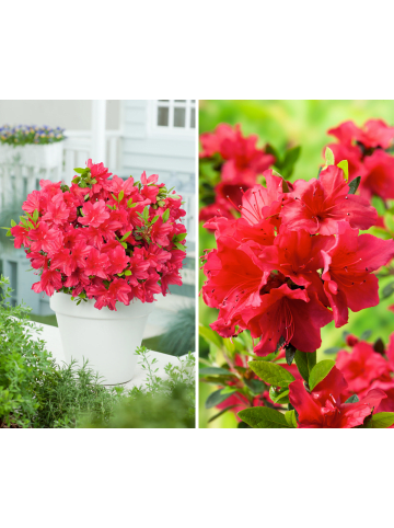 GARDENZO 3er-Set: Azalee in Rot