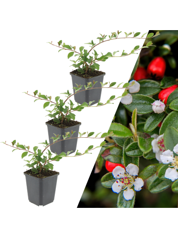 NatureNest 3 Zwergmispel pflanzen  Cotoneaster dammeri 