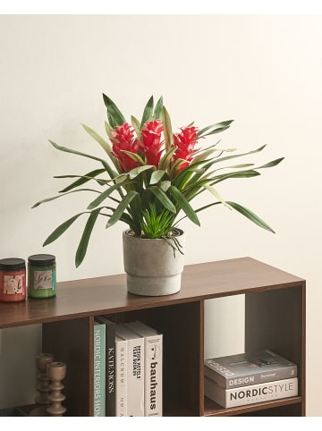 Beliani Kunstpflanze GUZMANIA ATILLA in Grün/Rot - (W) 56 x (H) 50 x (L) 56 cm
