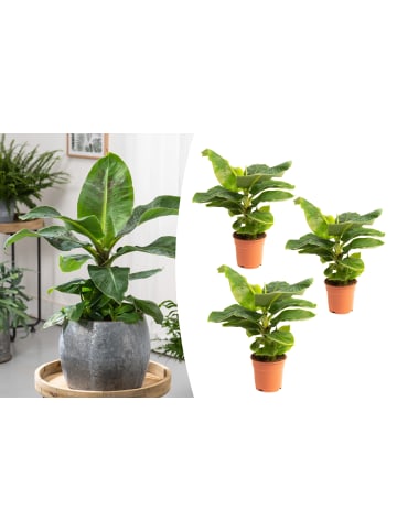 GARDENZO 3er-Set: Tropische Bananenpflanzen in Grün