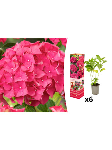 GARDENZO 6er-Set: Hortensie (Hydrangea macrophylla) in Rot