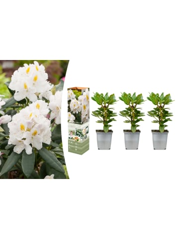 OH2 3er-Set: Rhododendron 'Cunningham's in Weiß