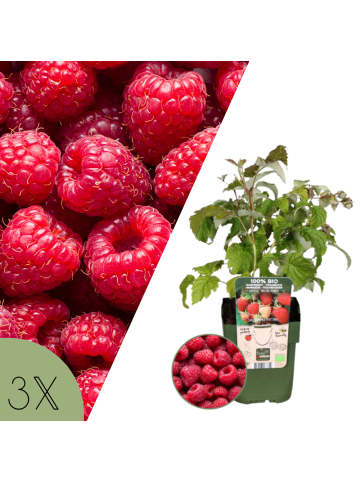 NatureNest Himbeeren Set 3 Rubus idaeus bio