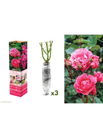 GARDENZO 3er-Set: Polyantha-Rosen in Rosa