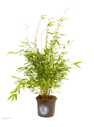GARDENZO Fargesia (Schrimbambus) Large nicht wuchernd