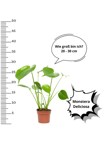 OH2 3er-set: Monstera Pflanzen in Grün