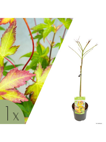 NatureNest 1 Acer palmatum Little Princess Ahorn Hochstamm in Grün Topf 19 cm Höhe 70 cm