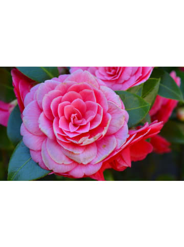 OH2 Kamelienstrauch Japanische Rose in Rosa