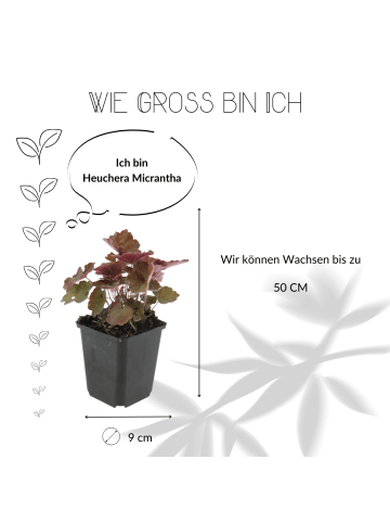 NatureNest 6 Purpurglockenblumen Pflanzen  Heuchera micrantha 'Palace Purple'  