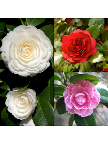 GARDENZO 3er-Set: Kamelien in Bunt