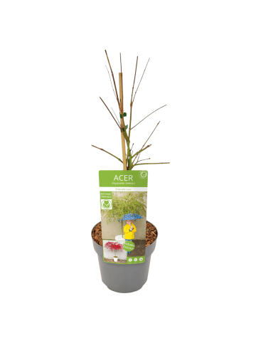 NatureNest Acer palmatum Emerald Lace Ahornpflanze in Grün Topf 19 cm Höhe 50 cm