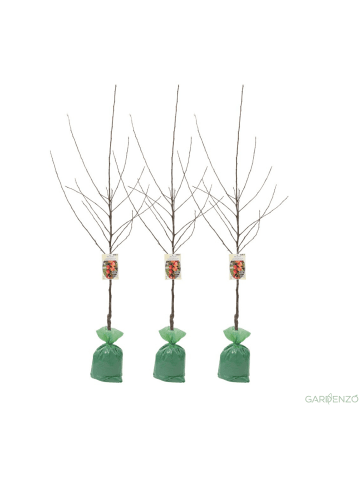 GARDENZO 3er-Set: XXL Jonagold Apfel Obstbäume in Bunt