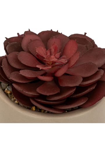 Atmosphera Créateur d'intérieur Sukkulent in beige