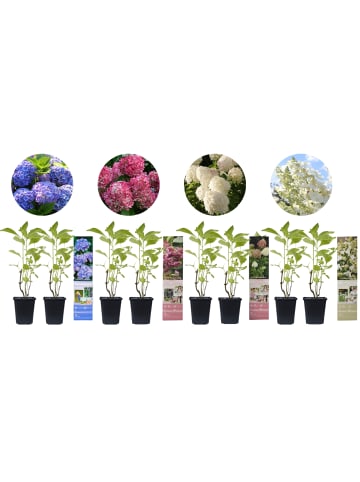 GARDENZO 8er-Set: Hortensien in Bunt