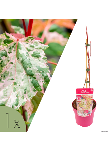 NatureNest Acer conspicuum Red Flamingo Ahornpflanze in Rosa Topf 19 cm Höhe 50 cm