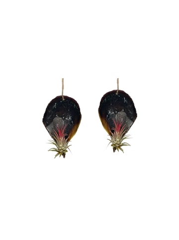 exotic living 2er Set schwarze Muschelschale mit Tillansia