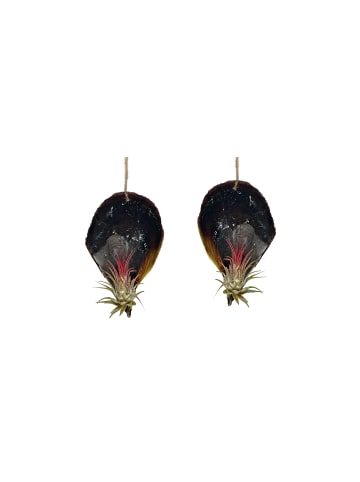 MeinVIPShop 2er Set schwarze Muschelschale mit Tillansia