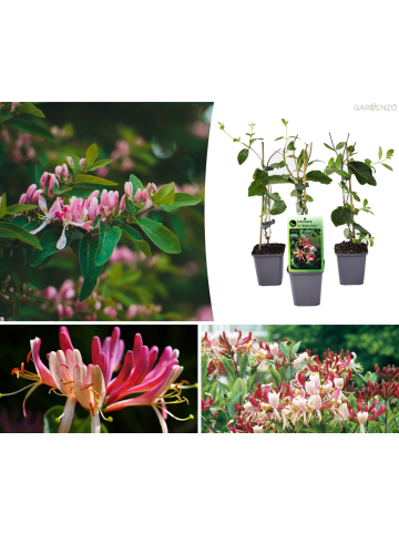 GARDENZO 3er-Set: Lonicera periclymenum in Bunt