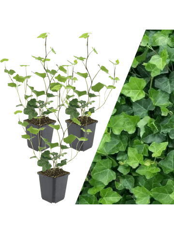 NatureNest 3 Atlantische Efeu-Pflanzen  Hedera Hibernica  