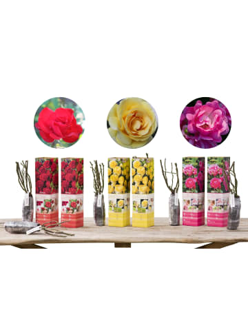 GARDENZO 6er-Set: Rosen Polyantha in Bunt