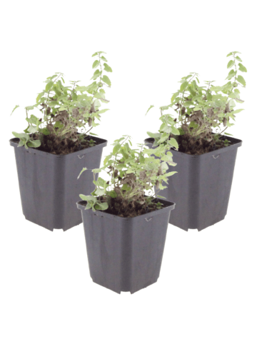 NatureNest 3er-Set: Nepeta faassenii Grol Staude mehrjährig in Violett