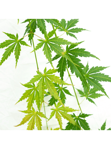 NatureNest Acer palmatum Cascade Emerald Ahorn Hochstamm in Grün