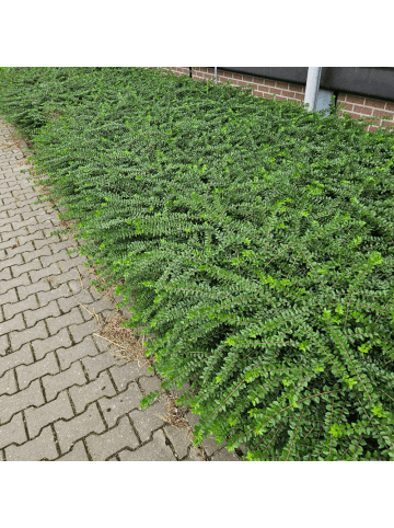 NatureNest 6 Strauch-Geißblattpflanzen  Lonicera nitida 'Maigrün' 