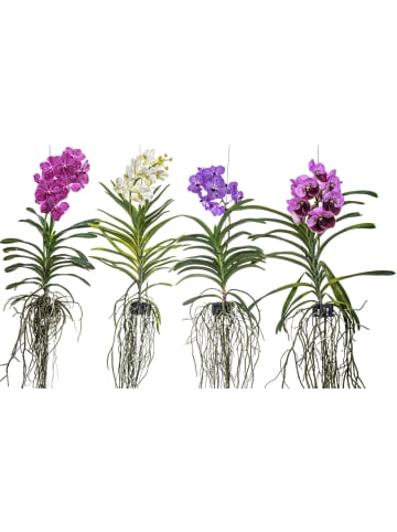 MeinVIPShop Echte blühende Orchidee Vanda pink