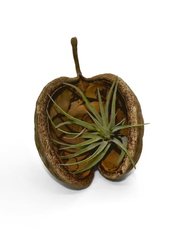 MeinVIPShop Exotische Pterygota alata Schale braun mit Tillandsia 2er Set
